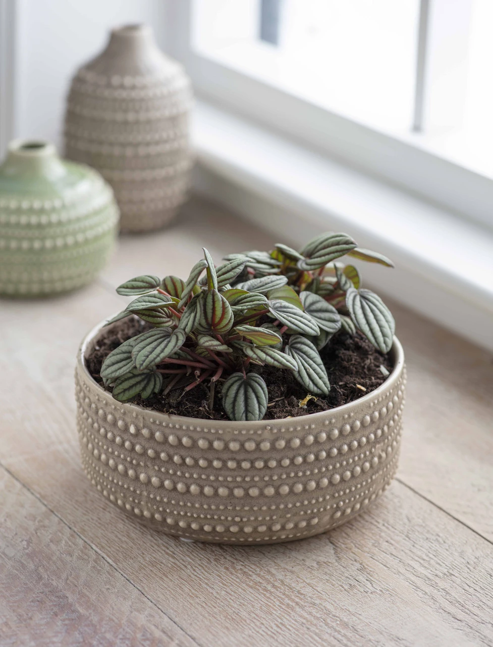 Castello Bowl - 20cm 1 Castello Bowl - 20cm