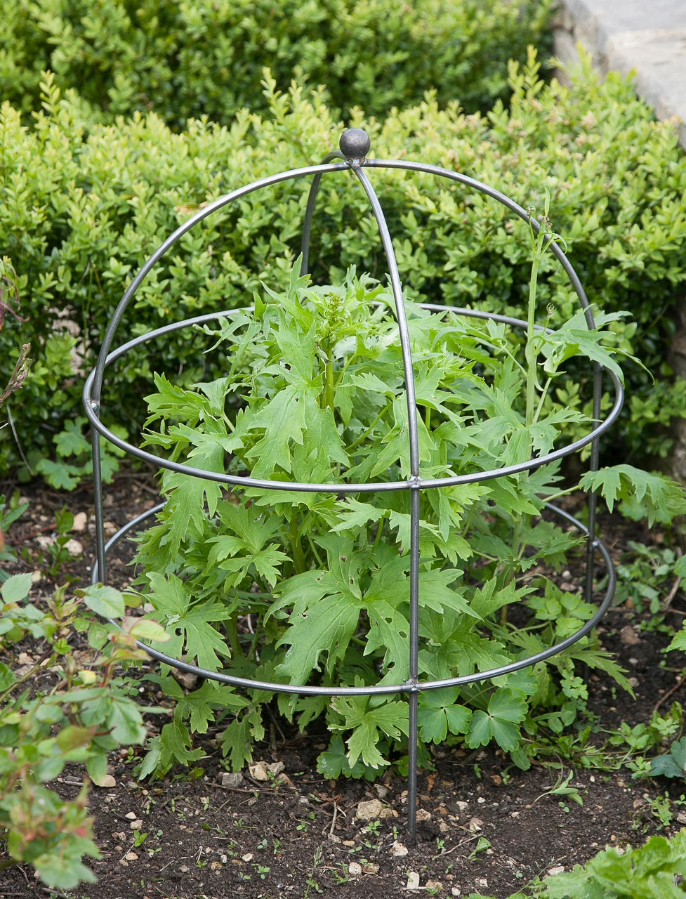 Barrington Domed Plant Support - Large 1 Barrington Domed Plant Support - Large