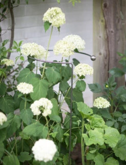 Barrington Full Hoop Plant Support
