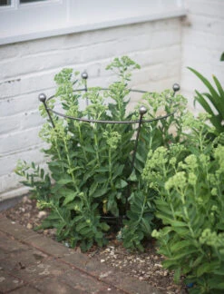 Barrington Flared Plant Support - Small