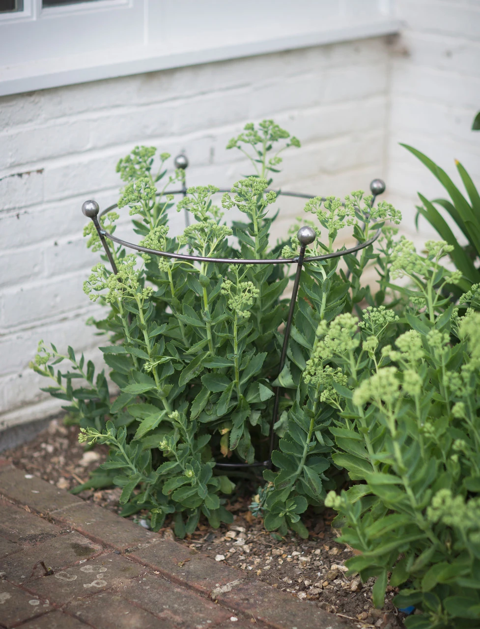 Barrington Flared Plant Support - Small 1 Barrington Flared Plant Support - Small