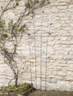 Barrington Honeysuckle Trellis