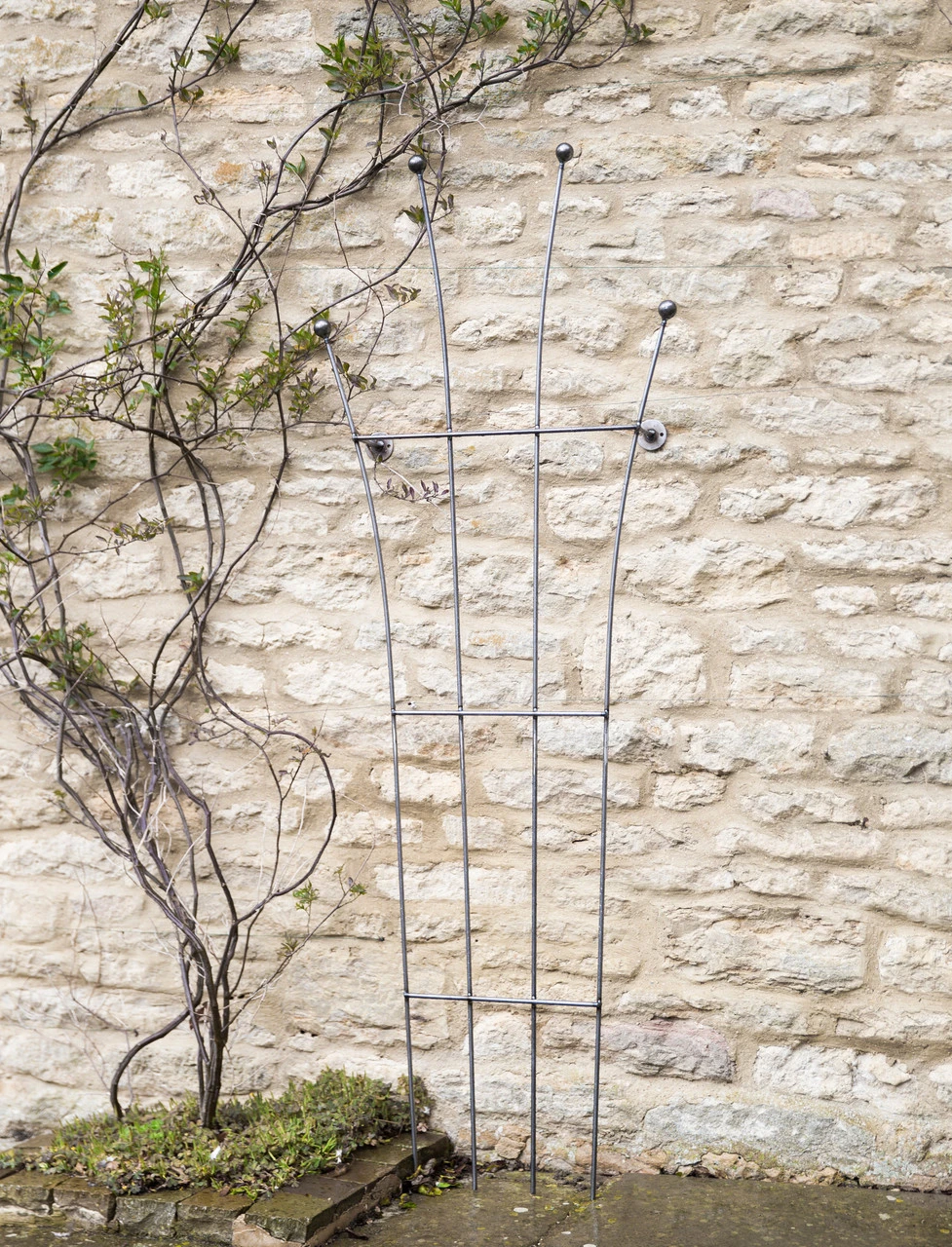 Barrington Honeysuckle Trellis 1 Barrington Honeysuckle Trellis