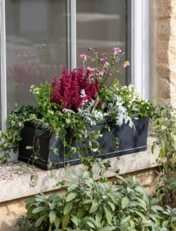 Vence Window Box - 60cm