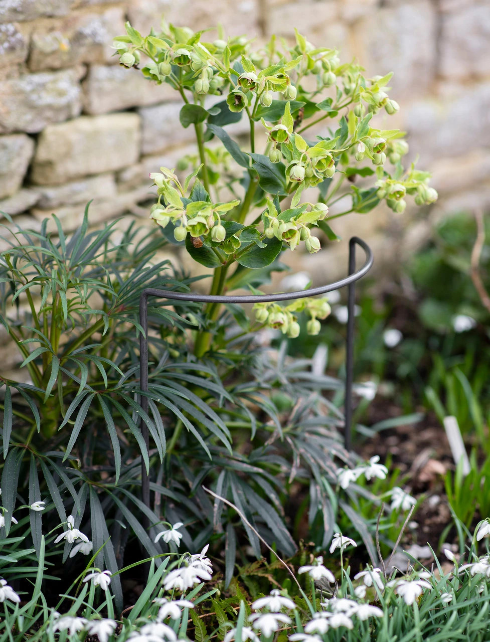 Set Of 3 Charlbury Plant Restraints - Small 1 Set Of 3 Charlbury Plant Restraints - Small