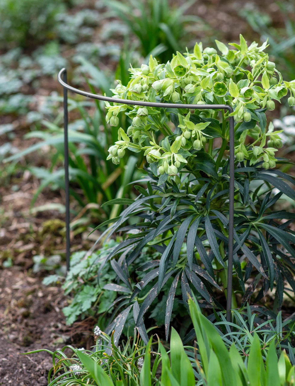 Set Of 3 Charlbury Plant Restraints - Large 1 Set Of 3 Charlbury Plant Restraints - Large