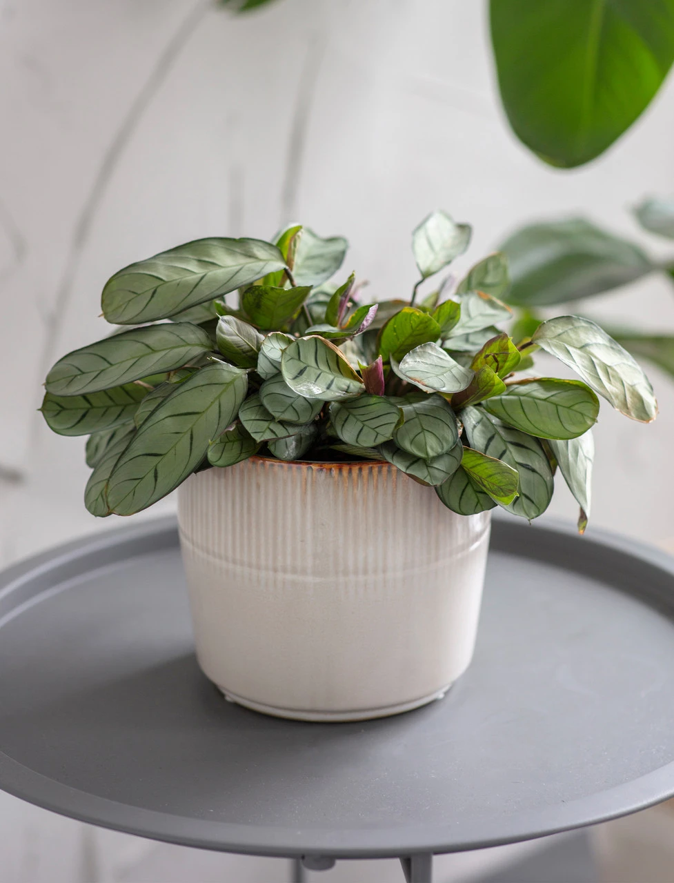 Hillesley Pot - Ivory - 16.5cm 1 Hillesley Pot - Ivory - 16.5cm