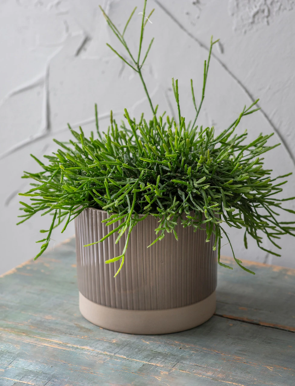 Milton Pot, Large 1 Milton Pot, Large