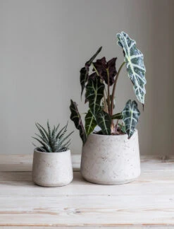 Set Of 2 Stratton Tapered Pots - Stone
