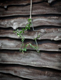 Farringdon Star - Small 7 Farringdon Star - Small -Garden Trading Store STST01 portrait 1 81863.1642005925