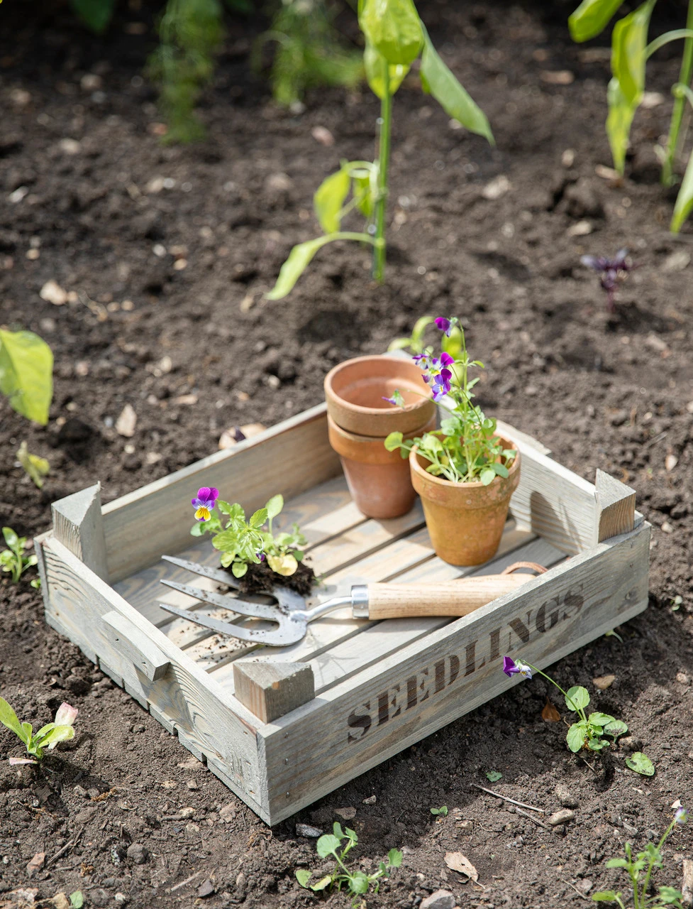 Seedlings Tray 1 Seedlings Tray