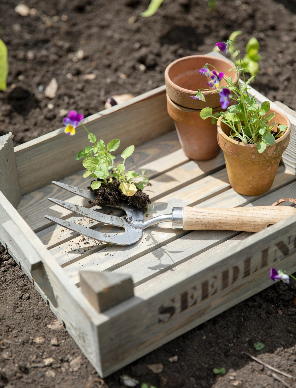 Seedlings Tray 2 Seedlings Tray - Image 2
